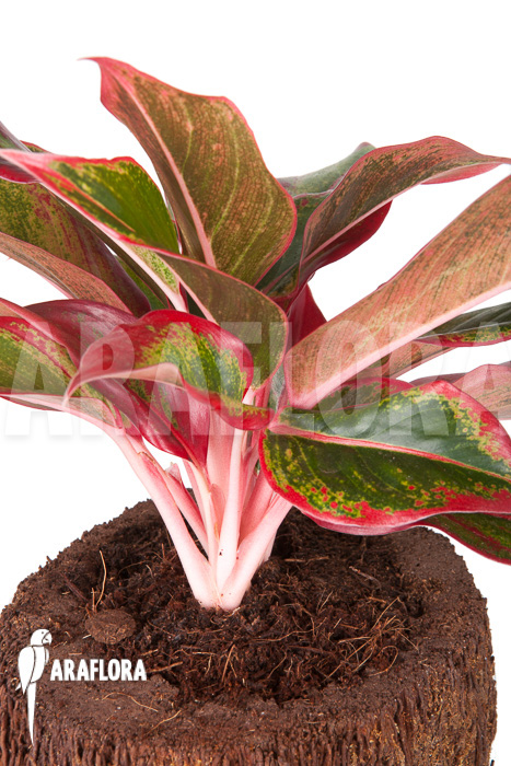 Aglaonema ‚Siam-Aurora‘