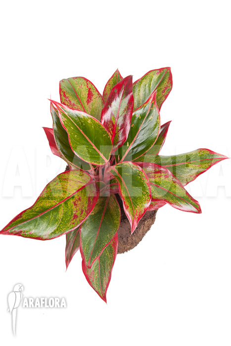 Aglaonema ‚Siam-Aurora‘