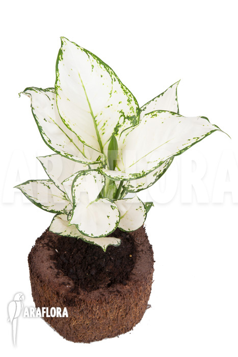 Aglaonema ‚Wit met groen gespikkeld‘