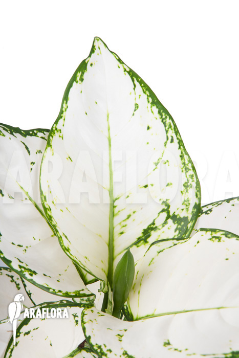 Aglaonema ‚Wit met groen gespikkeld‘