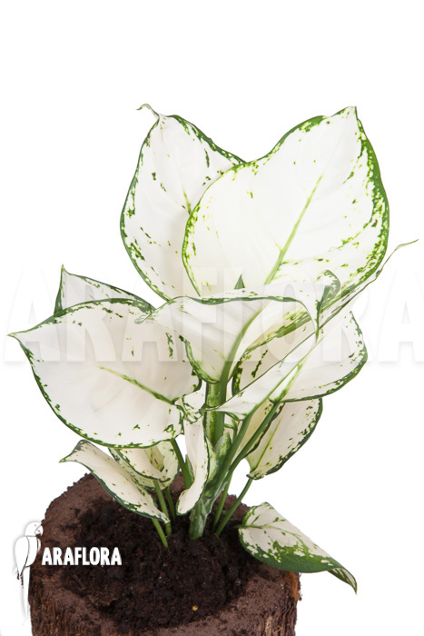 Aglaonema ‚Wit met groen gespikkeld‘
