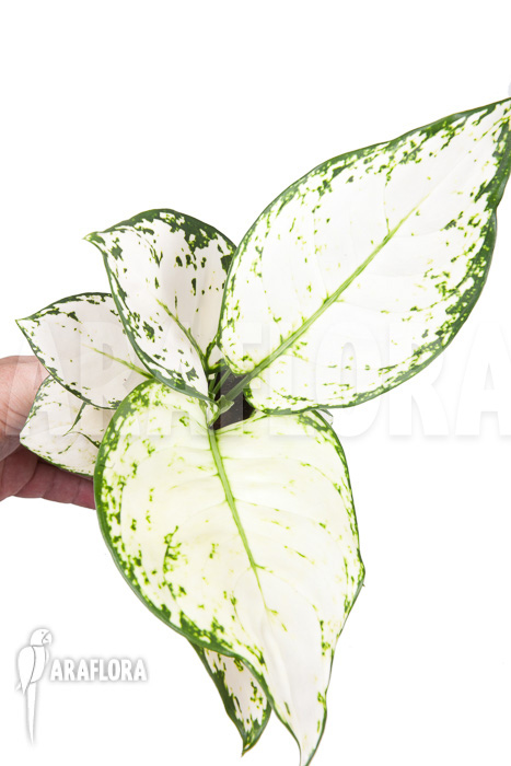 Aglaonema ‚Wit met groen gespikkeld‘
