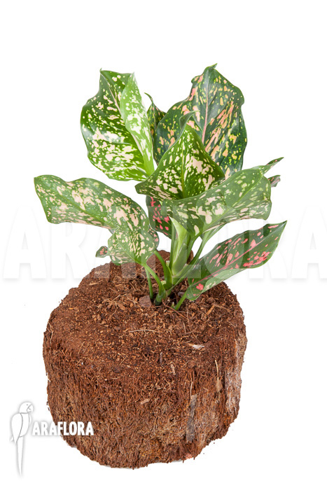 Aglaonema hybrid 2