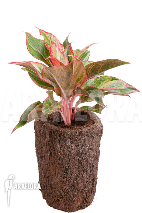 Aglaonema hybrid ‚Crete‘