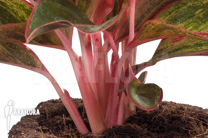 Aglaonema hybrid ‚Crete‘