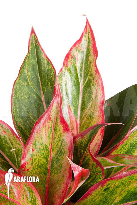Aglaonema hybrid ‚Crete‘