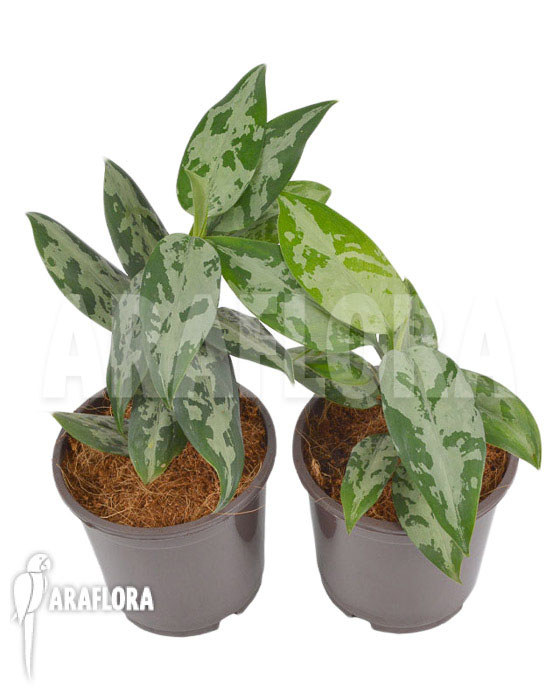 Aglaonema pumilum