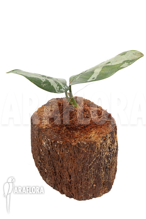 Aglaonema pumilum ‚M‘