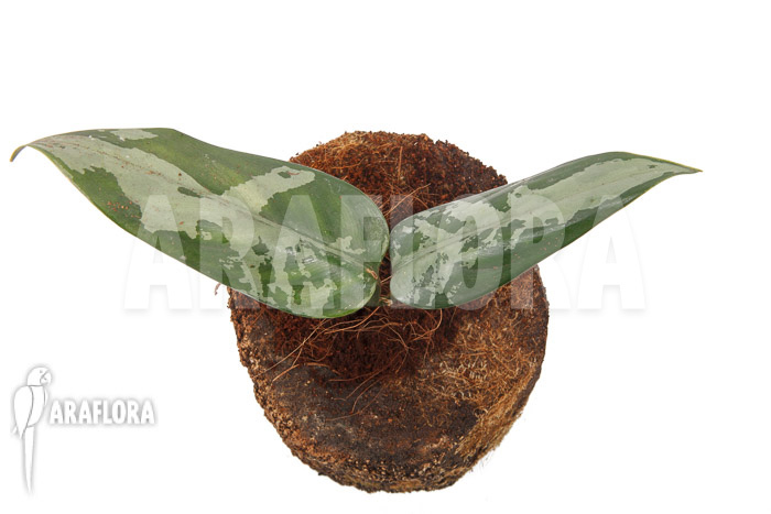 Aglaonema pumilum ‚M‘