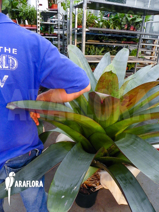 Alcantarea imperialis ‚rubra‘