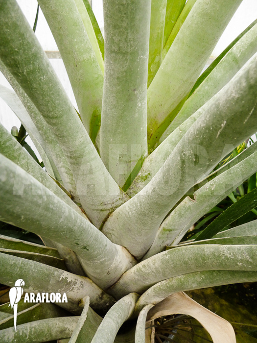 Alcantarea odorata ‚Silver clone‘