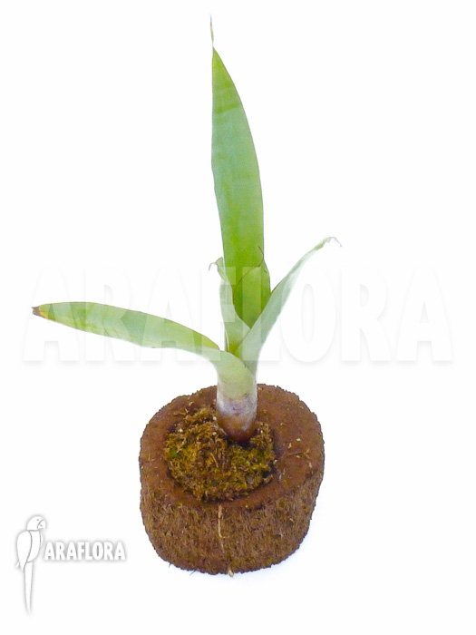 Alcantarea odorata ‚Silver clone‘