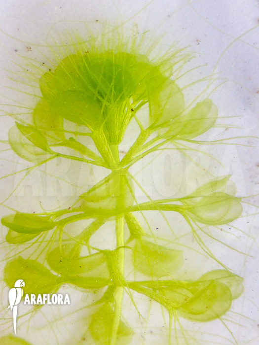 Aldrovanda versicolosa ‚Polen‘