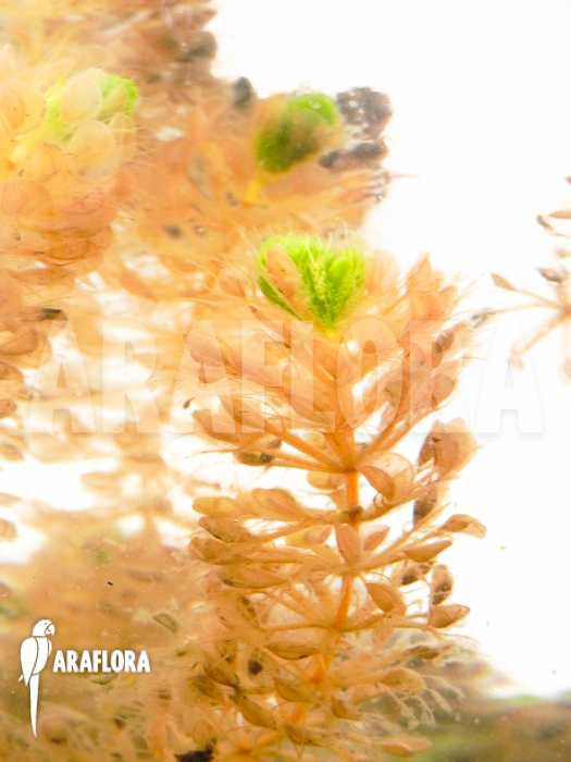 Aldrovanda versicolosa