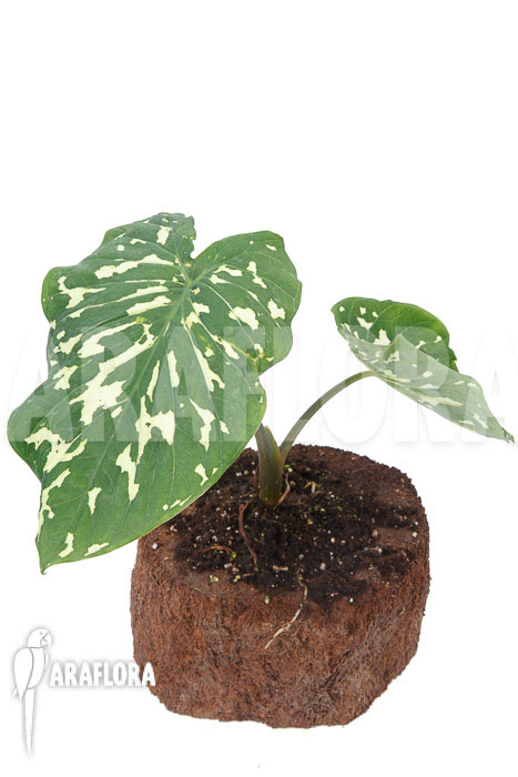Colocasia ‚Hilo beauty‘