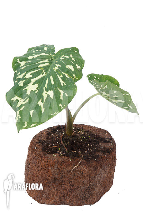 Colocasia ‚Hilo beauty‘