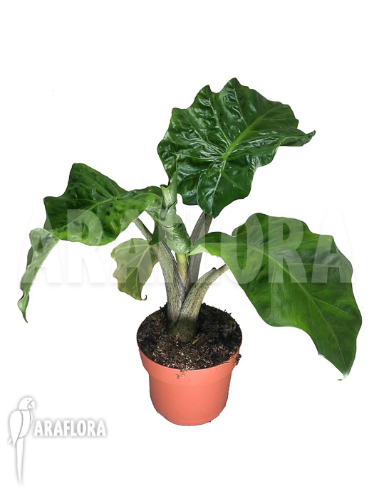 Alocasia ‚Low Rider‘