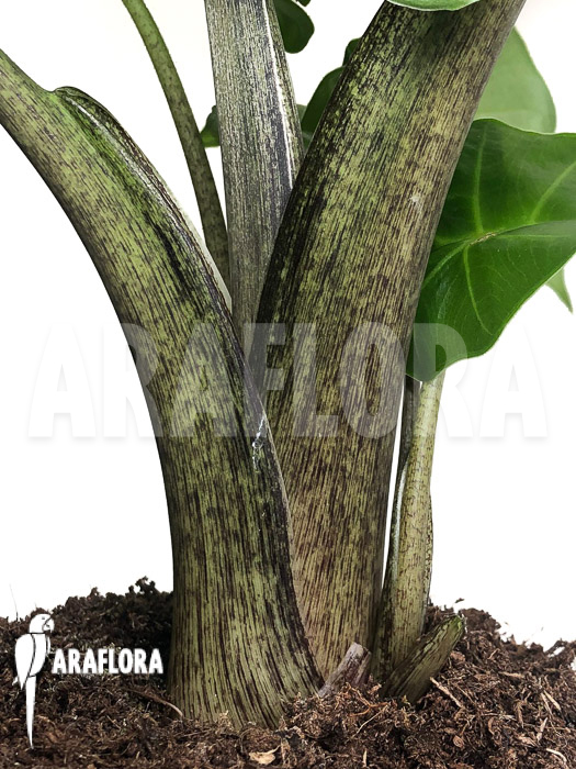 Alocasia ‚Low Rider‘