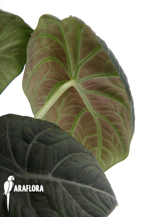 Alocasia Maharani XL