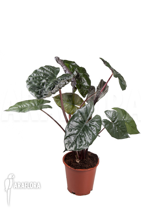 Alocasia ‚Yucatan Princess‘