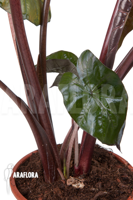 Alocasia ‚Yucatan Princess‘