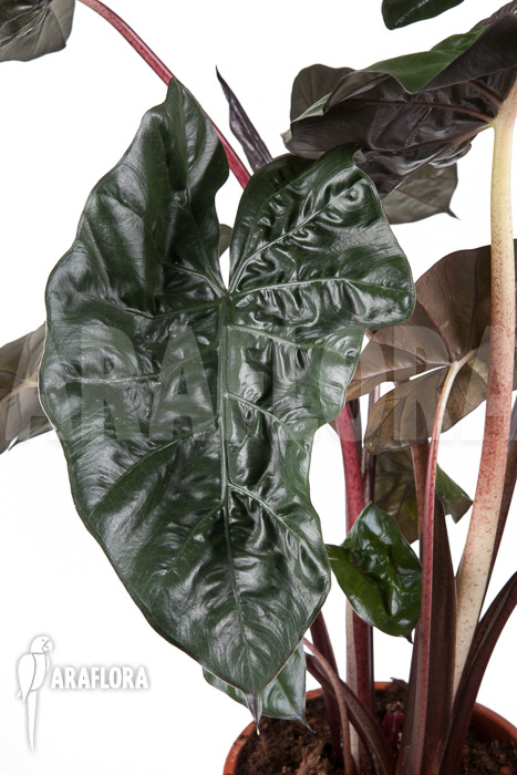 Alocasia ‚Yucatan Princess‘