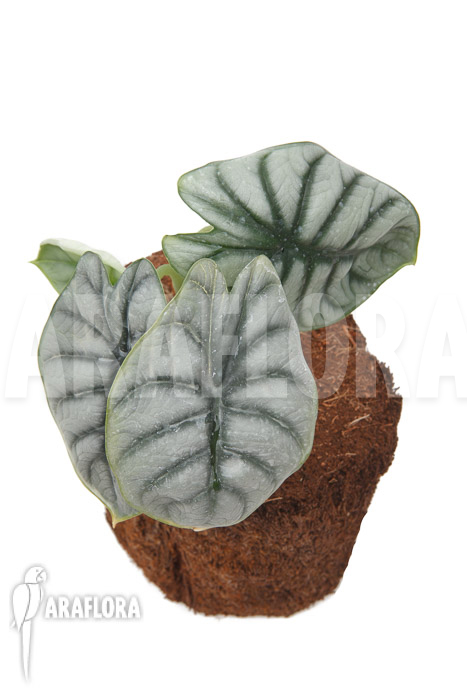 Alocasia baginda ‚Silver dragon‘ ‚M‘