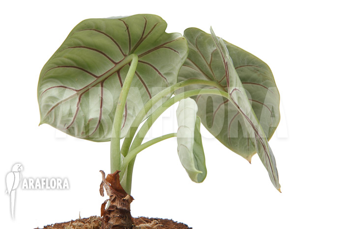 Alocasia baginda ‚Silver dragon‘ ‚M‘