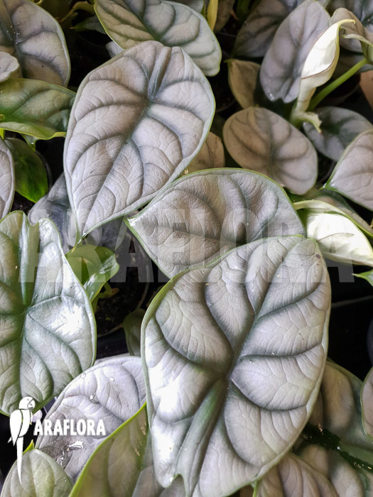 Alocasia baginda ‚Silver dragon‘ Starter