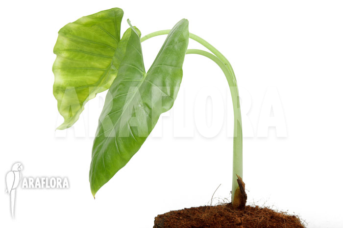 Alocasia cucullata ‚crinkles‘