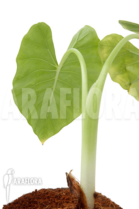 Alocasia cucullata ‚crinkles‘