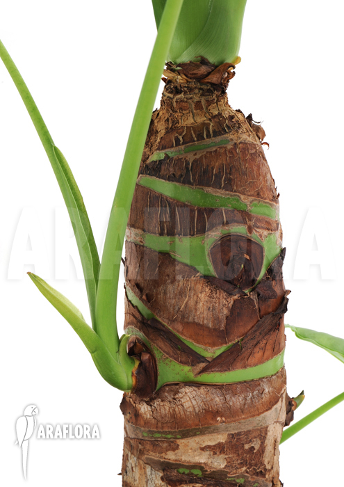 Alocasia cucullata ‚Buddha Hand‘