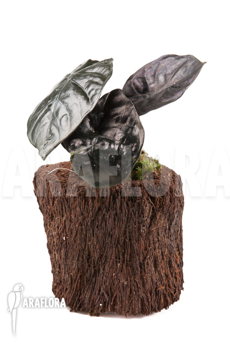 Alocasia infernalis Black Magic ‚M‘