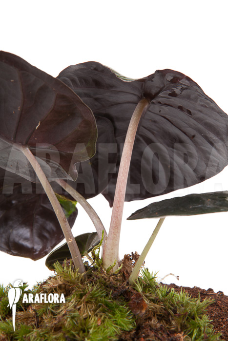Alocasia infernalis Black Magic ‚M‘