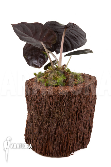 Alocasia infernalis Black Magic ‚M‘