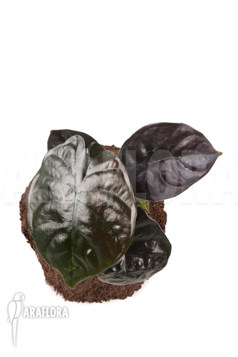 Alocasia infernalis Black Magic ‚M‘