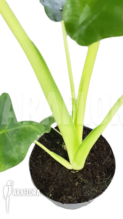 Alocasia-lutea-5