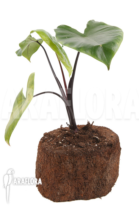 Alocasia macrorrhizos ‚Black stem‘