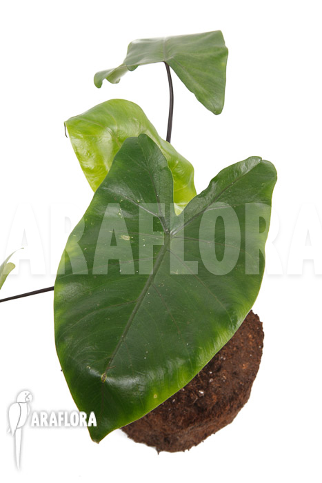 Alocasia macrorrhizos ‚Black stem‘