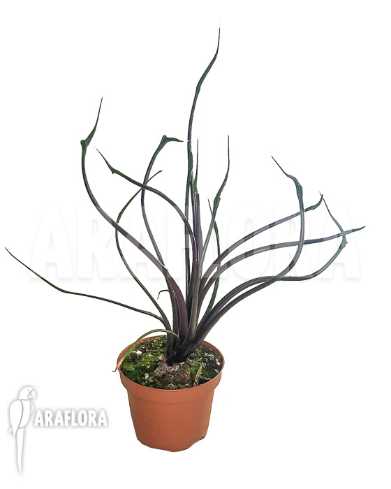 Alocasia plumbea ‚Flying Squid‘