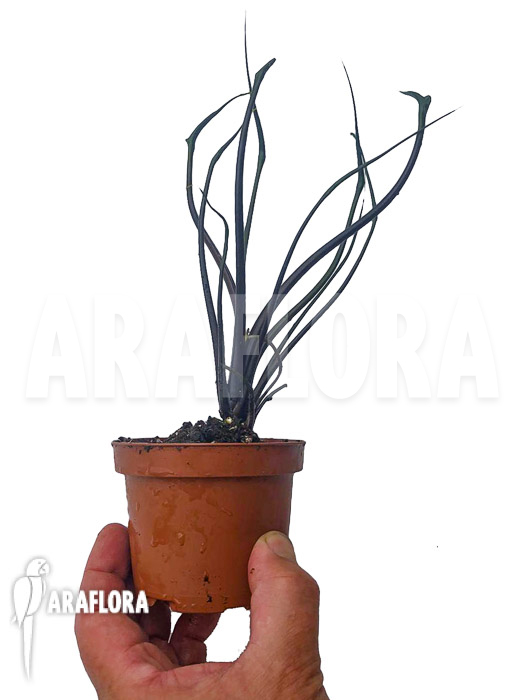 Alocasia plumbea ‚Flying Squid‘