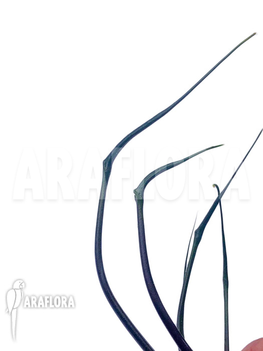 Alocasia plumbea ‚Flying Squid‘