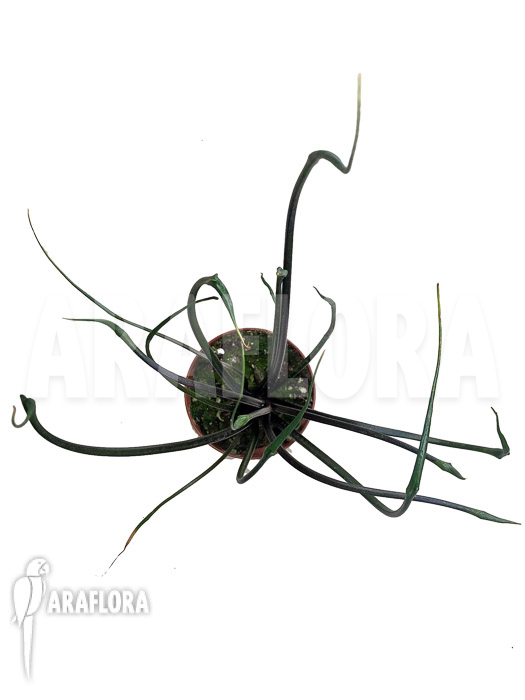 Alocasia plumbea ‚Flying Squid‘