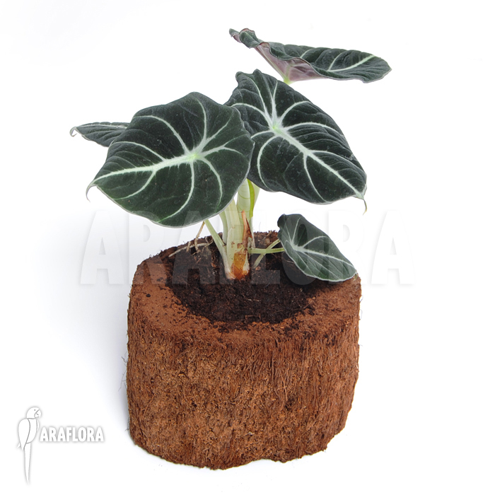 Alocasia reginula ‚Black Velvet‘