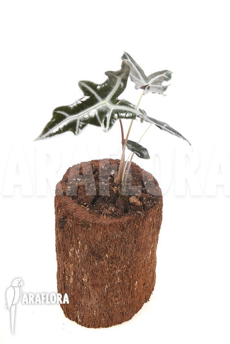 Alocasia sanderiana ssp nobilis