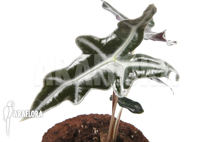Alocasia sanderiana ssp nobilis