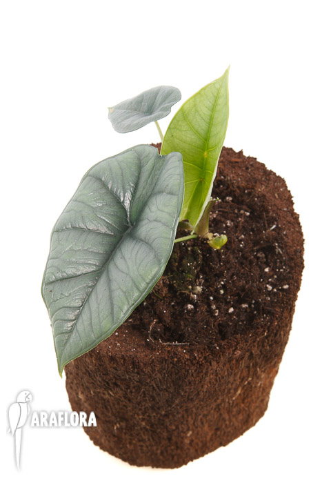 Alocasia sp platinum