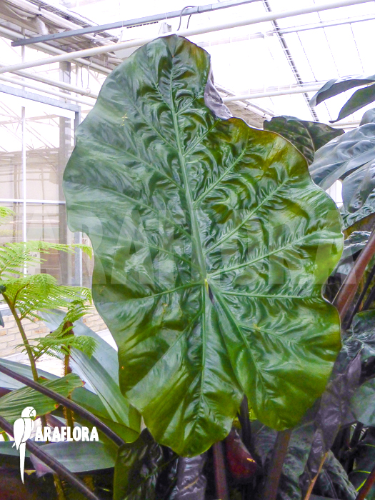 Alocasia x portodora Black beauty