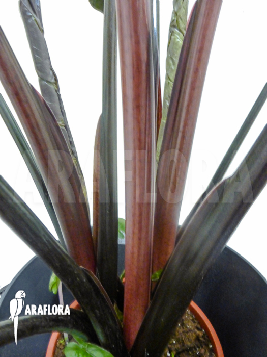 Alocasia x portodora Black beauty