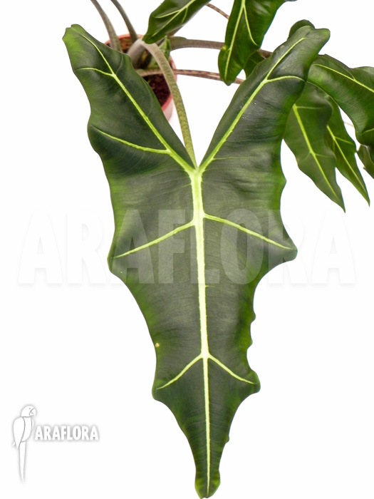 Alocasia x Sarian (zebrine x micholitziana)  ‚M‘